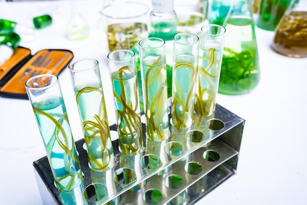 Badania laboratoryjne zielonych alg, alternatywna technologia biopaliw, koncepcja biotechnologii