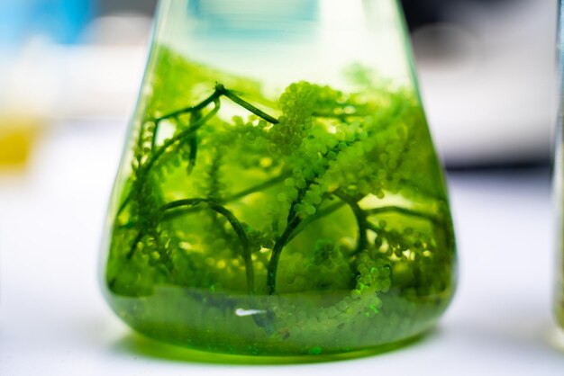 Badania Laboratoryjne Zielonych Alg, Alternatywna Technologia Biopaliw, Koncepcja Biotechnologii