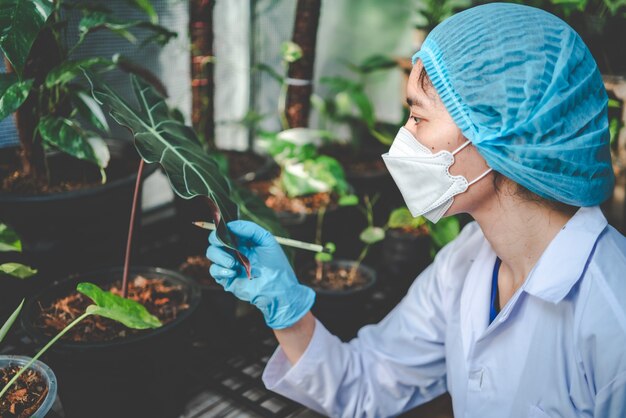 Badania naukowe w rolnictwie roślin liściastych w szklarni laboratoryjnej medycyny, konopi lub pączków ziół żyjących w gospodarstwie przyrodniczym na lek, organiczny wzrost ogrodu kwiatowego dla przemysłu z nauką botanika