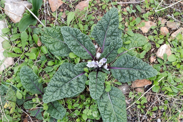 Zdjęcie badanie roślin rzadka roślina mandragory nazwa naukowa mandragora officinarum rośnie w naturalnym środowisku