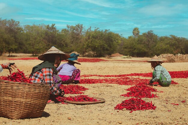 Bagan Myanmar 3 lutego 2017 Ludzie zbierają suche chili na polu w Bagan Myanmar