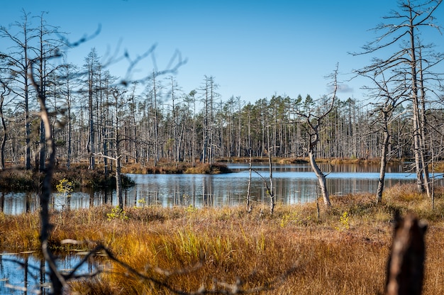 Bagienne jezioro w lesie. Słoneczny jesienny dzień. Cenas swampland (Cenas tirelis), Łotwa.