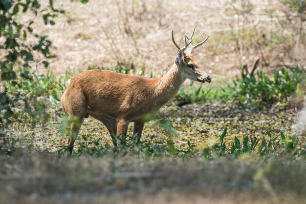 Bagienny jeleń pantanal Brazylia