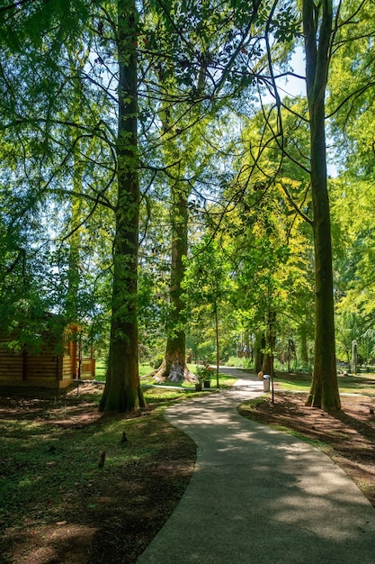 Bagno cyprysowe gałęzie na niebie, wiosna. Natura.