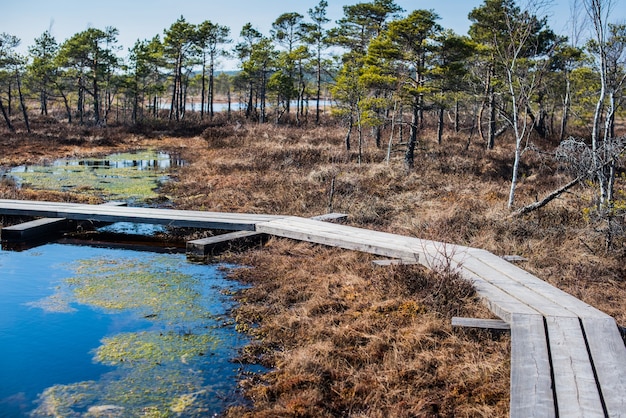 Bagno w parku narodowym Kemeri, Łotwa, Europa