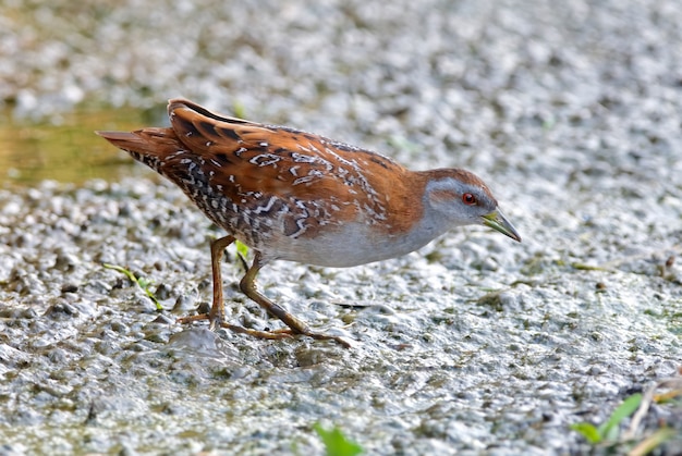 Baillon&#39;s Crake Porzana pusilla Piękne ptaki z Tajlandii