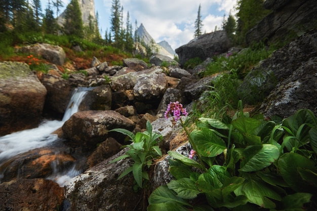 Zdjęcie bajeczne górskie potoki, bujna zieleń i kwiaty dookoła. rozmrożona woda źródlana z gór. magiczne widoki wysokich gór