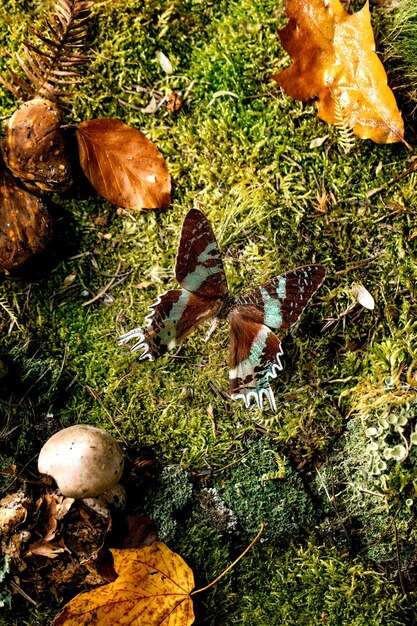 Bajkowa atmosfera magiczny jesienny las tło. Duży piękny gigantyczny tropikalny motyl na jesiennych liściach i mchu, wokół grzyby. Kreatywny układ. Widok z góry