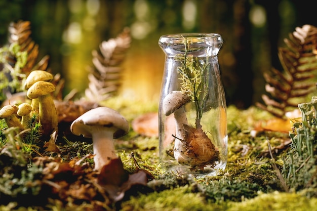 Bajkowa atmosfera magiczny jesienny las tło. Grzyb w szklanej butelce z jesiennymi liśćmi, mchem, dzikimi grzybami. Koncepcja bezpiecznego życia ekologicznego