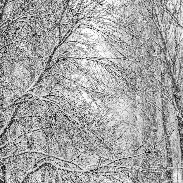 Bajkowe puszyste ośnieżone gałęzie drzew sceneria przyrody z białym śniegiem i zimną pogodą