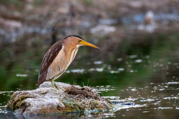 Bąk (ixobrychus Minutus) Siedzący Na Kamieniu.