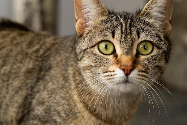 Baku Street Cats Koty z Azerbejdżanu