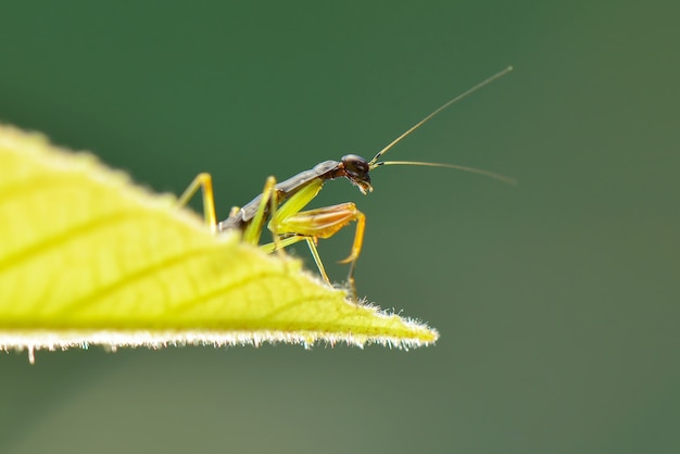 Balack mantis lata na liściu