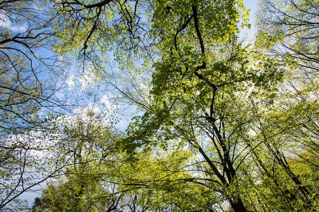 Baldachim drzewa w lesie latem na tle błękitnego nieba. Szeroki kąt ujęcia.