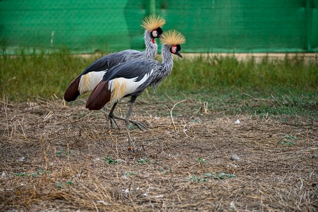 Balearica regulorum lub żuraw w koronie szarej to ptak gruiform z rodziny Gruidae