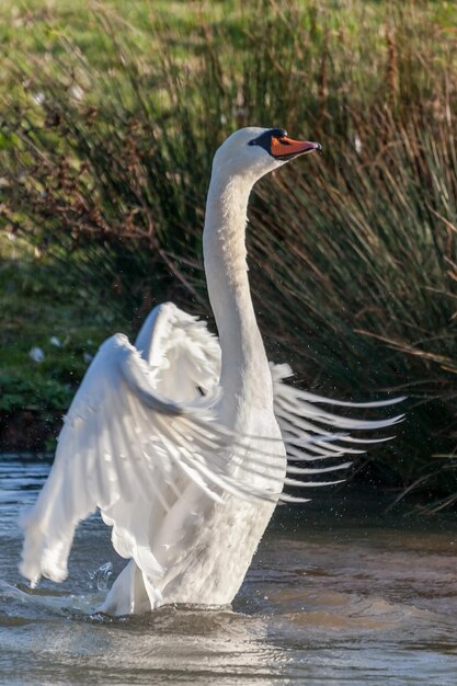 Balet Łabędź Niemy (Cygnus olor) nad jeziorem