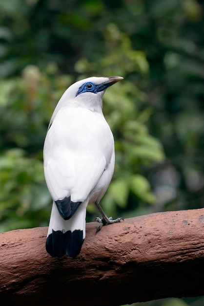 Bali myna na pniu drzewa