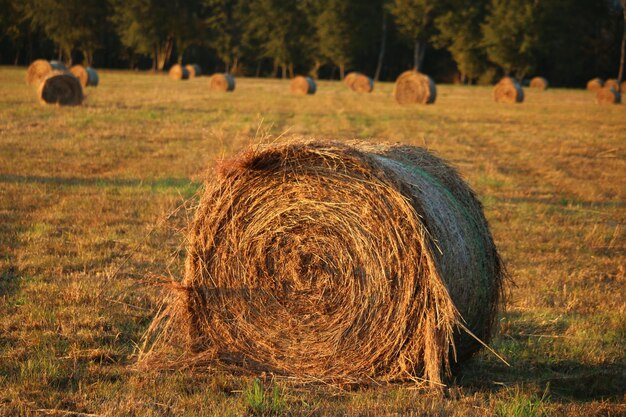 Zdjęcie balki siana na polu