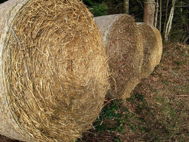 Zdjęcie balki siana na polu