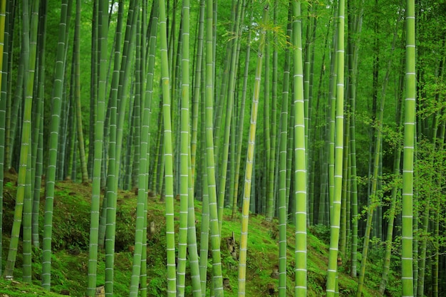 Bamboo Forest