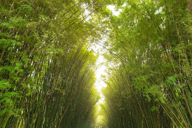 Bamboo Tunnel Reforestation dla zrównoważonego rozwoju