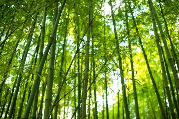Bambus Naturalny