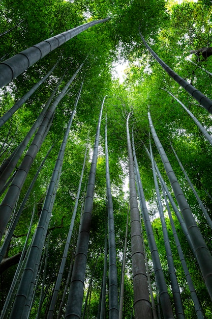 Bambusowa Aleja W Kioto W Słoneczny Wiosenny Dzień. Gęsto Rosnące Drzewa Do Siebie. Widok Z Dołu Na Wierzchołki Drzew.