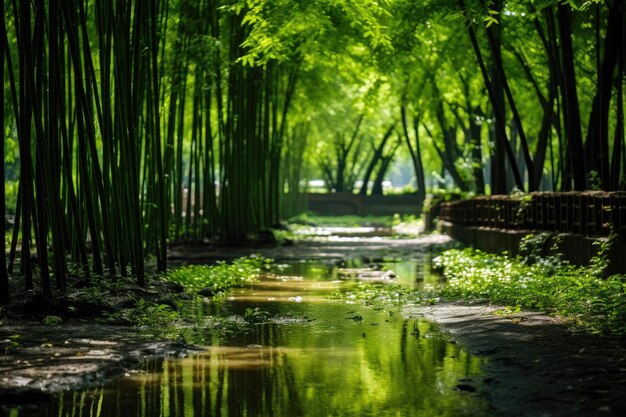 Bambusowa oaza znajdująca ukojenie w cieniu natury