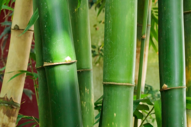 Bambusowe drzewo i liście naturalny las