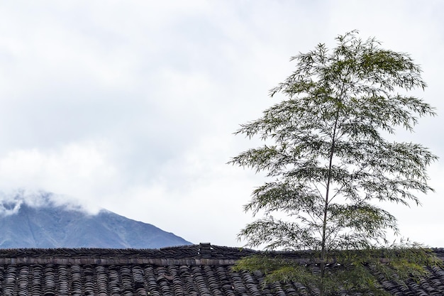 Bambusowe drzewo nad dachem na wiejskim domu