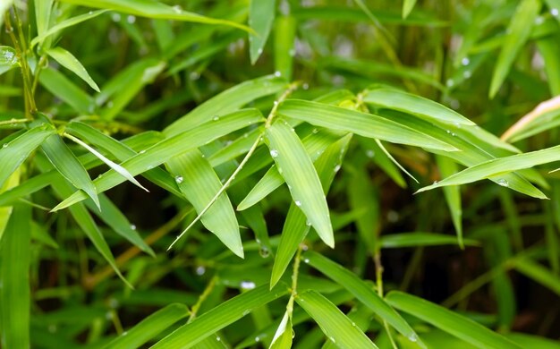 Bambusowe zielone liście w deszczowe dni na naturalne tło