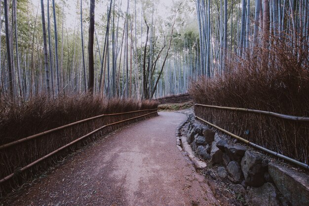 Bambusowy las w Kyoto wsi