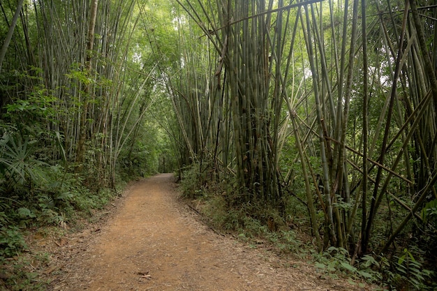 Bambusowy Las W Parku Narodowym Tajlandii Kao Sok