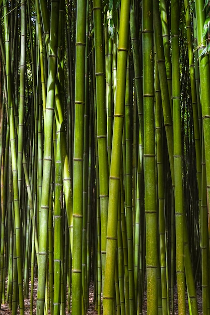 Bambusowy las.