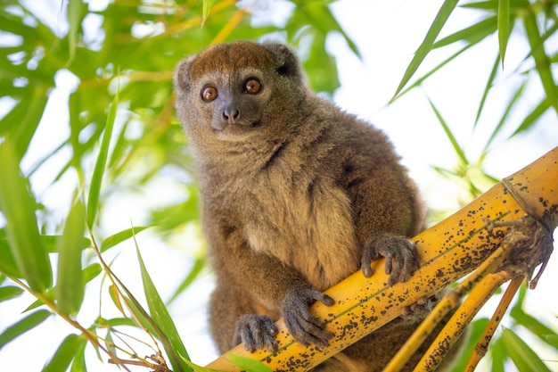 bambusowy lemur siedzi na gałęzi i obserwuje odwiedzających park narodowy.