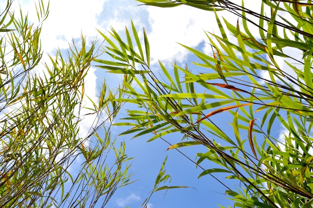 Bambusowy Liść Niebieskie Niebo