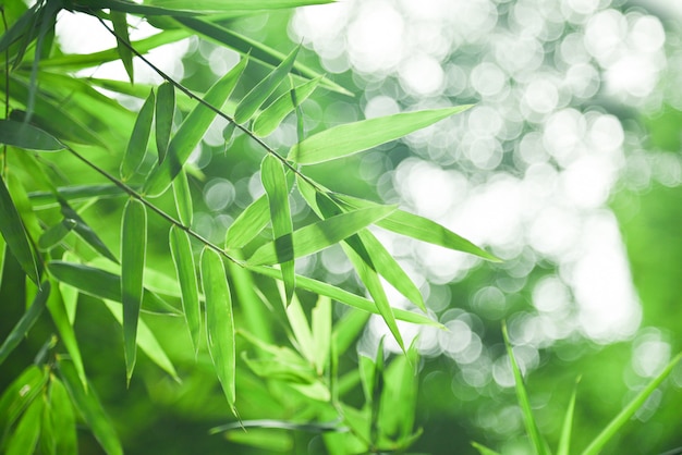 Bambusowy Liścia I Abstrakta Tła Zielony Bokeh. Blured Tło, Selekcyjna Ostrość