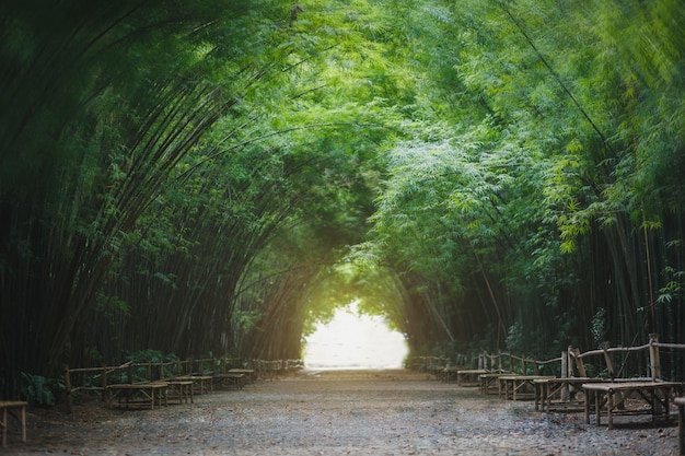 Bambusowy tunel w Nakhon Nayok, Tajlandia