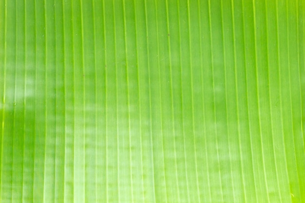 Banan zielony liść na tle.