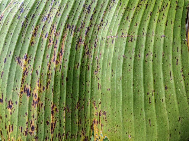 Banana Leaf Texture HighQuality Background Zdjęcia Stock dla kreatywnych profesjonalistów