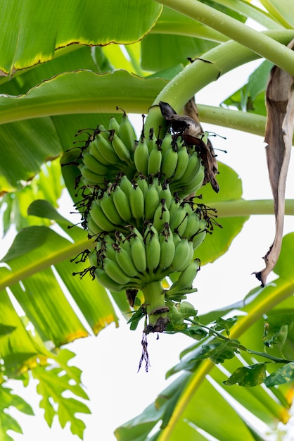 Bananowy Drzewo Z Wiązką Banany