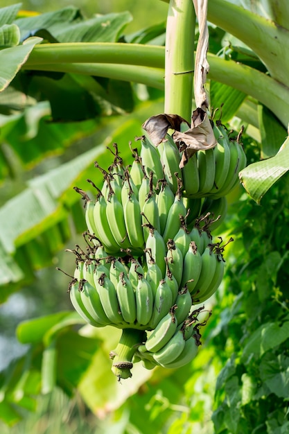 Bananowy drzewo z wiązką banany