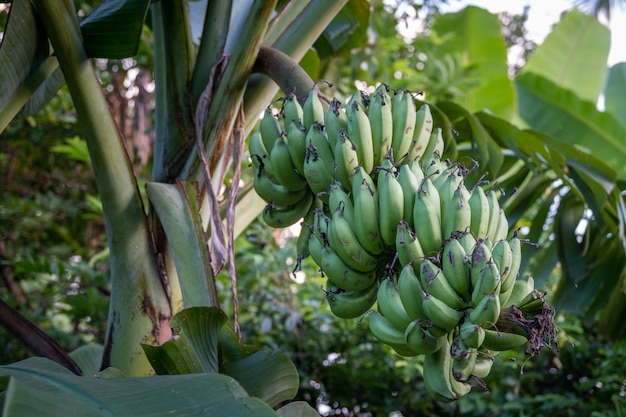 Bananowy drzewo z zielonym bananem.