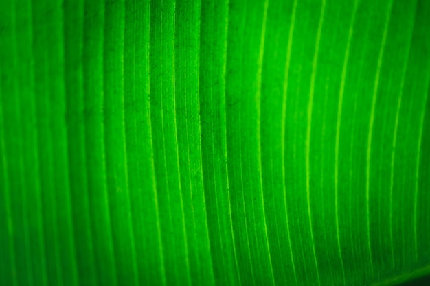 Bananowy zielony liść zbliżenie tło użyj nam miejsca na tekst lub obraz tło projekt Tekstura tło podświetlenie świeży zielony liść