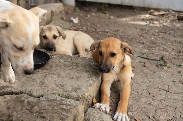 Banda bezpańskich psów. Problem bezdomnych zwierząt.