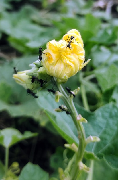 Banda czarnych mrówek na żółtym kwiacie z numerem 1.