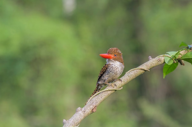 Zdjęcie banded kingfisher lacedo pulchella