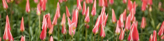 Baner 4x1 na portale społecznościowe Niezwykłe tulipany ze spiczastymi płatkami w klombie