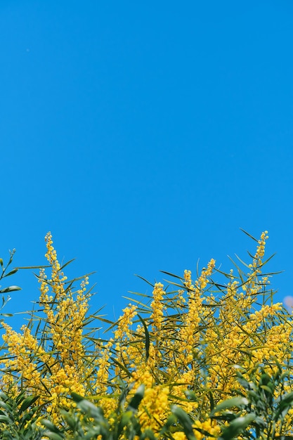 Baner lub pocztówka z ramką z kwitnącą złotą akacją na tle jasnoniebieskiego nieba Wybrzeże Morza Egejskiego Miejsce na tekst czas na wakacje lub pomysł na podróż na kartę dnia kobiet