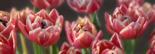 Baner pięknych różowych kwiatów tulipanów na ciemnym tle